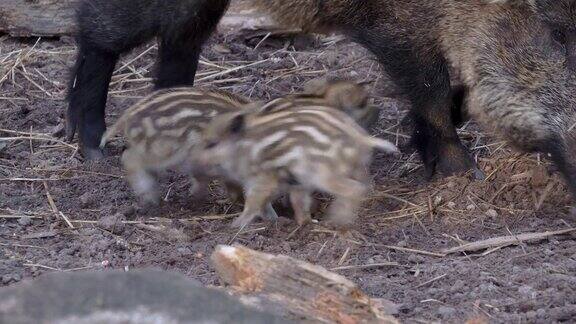 野猪一家带着小猪在吃、打、玩欧洲自然