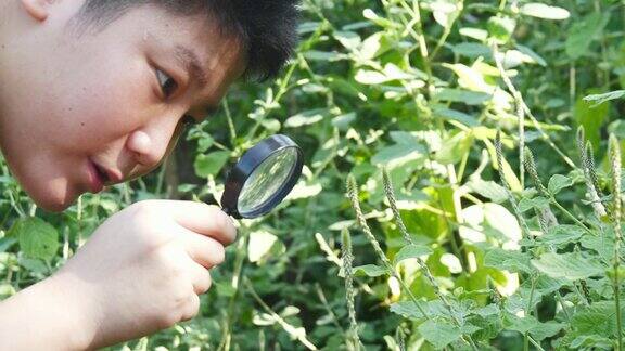 亚洲男孩使用放大镜在森林自然保护区在冒险户外