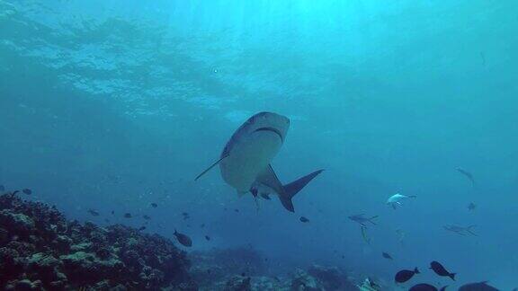 大虎鲨拍着嘴吃金枪鱼低角度拍摄虎鲨盖氏角鲸印度洋福瓦穆拉环礁老虎动物园潜水地点马尔代夫