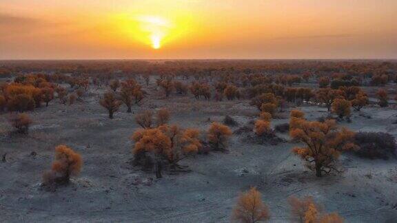 日落时分的沙漠到处都是胡杨林非常奇妙