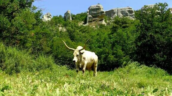 一头大牛正在山上的牧场上吃草