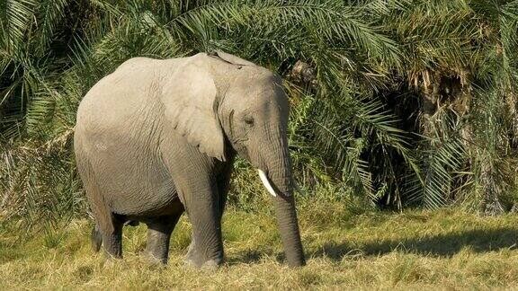 在安博塞利一只大象在棕榈叶前进食的特写