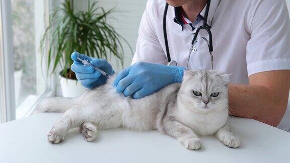兽医戴着手套的手握着一只苏格兰折耳猫的特写诊所里医生正在给小猫打针
