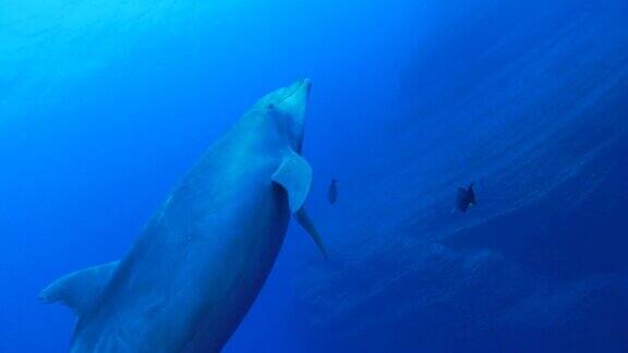 海豚靠近镜头游泳