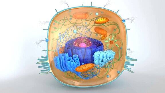 人体细胞内部结构