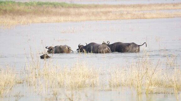 在斯里兰卡河中涉水的水牛