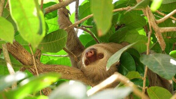 在雨林的树枝上睡觉的三趾树懒