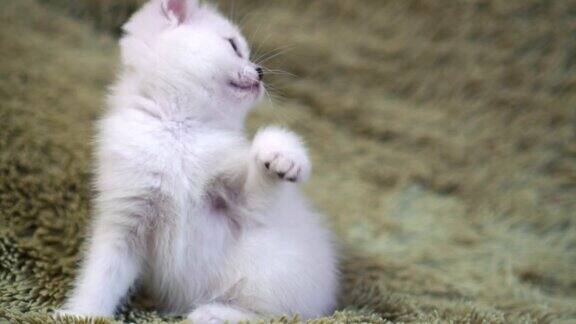 可爱的小白猫在床上玩耍