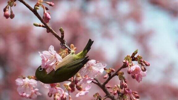 春天般的樱花和白眼的视频