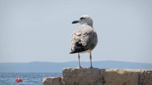 美丽的海鸥站在一块石头上环顾四周清理着自己的羽毛