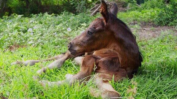 小红马和可爱的小马驹在乡下吃草