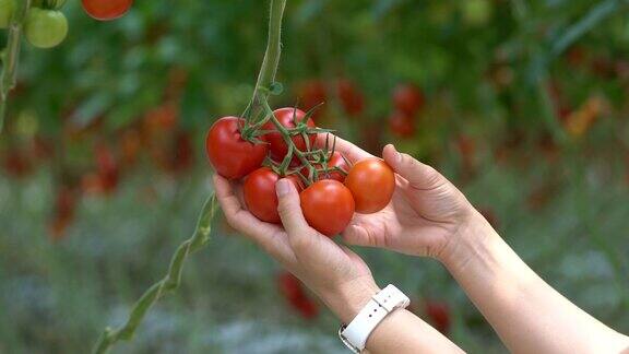 工人们正在收集西红柿