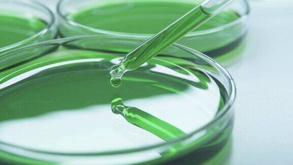 移液器培养皿绿色液体