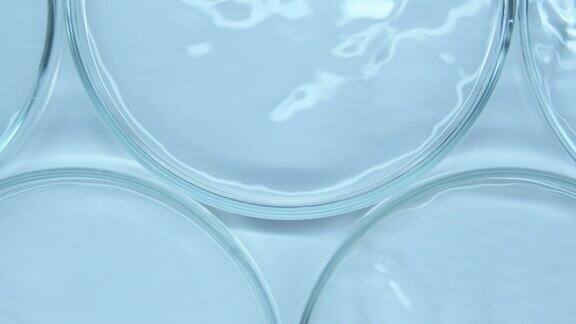 含有透明液体的培养皿
