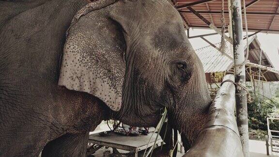 动物园里的亚洲象