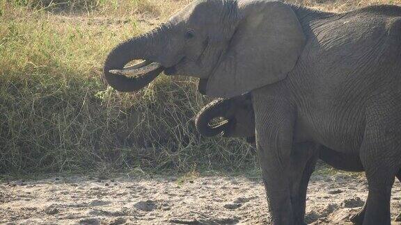 大象在塔兰吉尔国家公园的河床洞里喝水