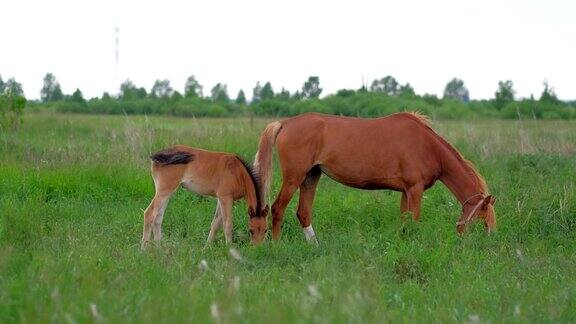 家庭姜马母亲和小马在自然界放牧