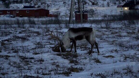 挪威北部特罗姆瑟地区的麋鹿自然环境