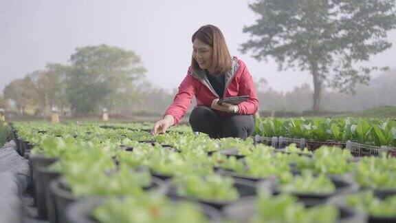 女性农民研究人员和检查有机蔬菜种植与数字平板电脑