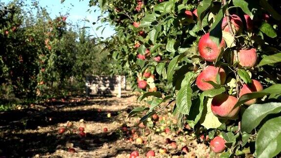 秋天的果园树下枝头满是红色的果实和红色的苹果4k