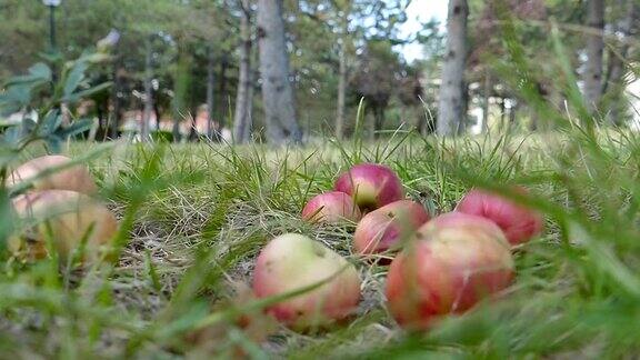苹果掉到地上