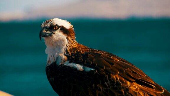 海鸟的猎物鱼鹰坐在红海的背景