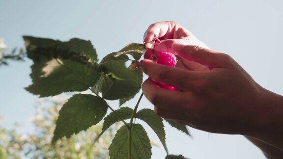女人的手在收集树莓