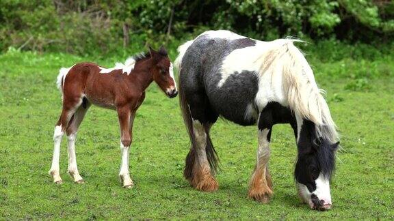 两匹马在吃草一匹母马带着一只刚出生的小马驹
