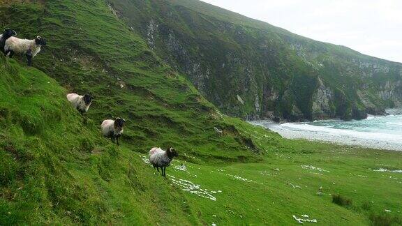 爱尔兰黑脸绵羊在海崖造型
