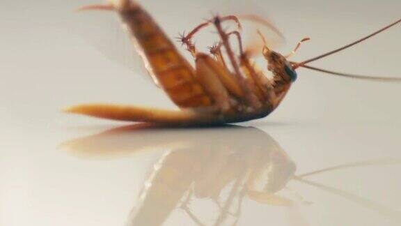 蟑螂死前会接触杀虫剂
