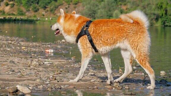日本秋田柴犬在河滩上抖水动作超慢森林背景