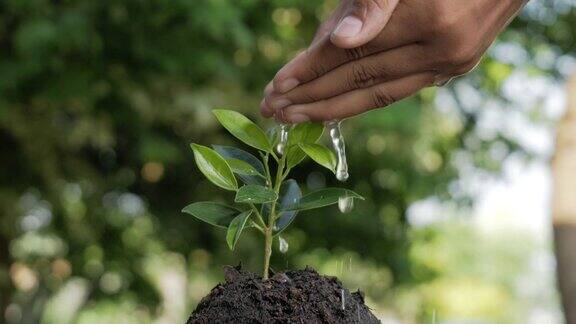 人的手浇灌着土壤上的嫩芽