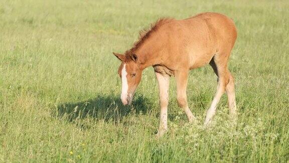 一只小马驹走在绿色的草地上一只年轻的棕色蚱蜢在草地上吃草
