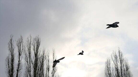 鸟在多云的天空中盘旋一群鸟迎着天空飞翔