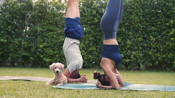 年轻的健身夫妇和他们的宠物狗在屋外的花园练习瑜伽亚洲女人和白人男人在公园户外训练