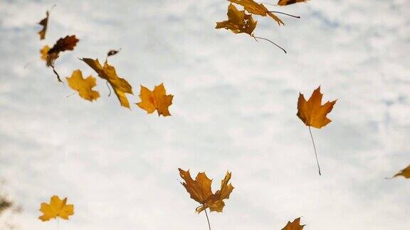 镜头跟随黄色的枫叶飘落在秋天的森林里近距离明亮的树叶在天空的背景飞行五彩缤纷的秋季慢动作