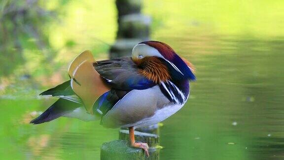 一只雄性鸳鸯在湿地池塘的一根木桩上休息