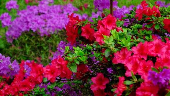夏天公园里盛开着杜鹃花红色和紫色的花朵