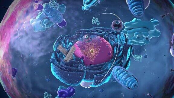 真核细胞的组成部分核和细胞器和质膜-三维插图