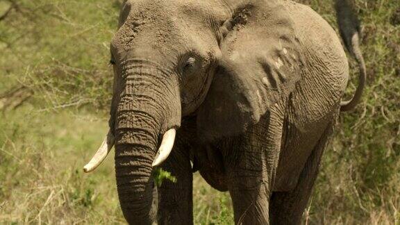 从一只快乐的大象站在草地上的特写镜头