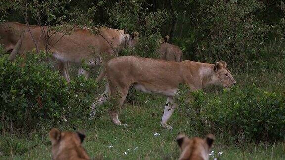 非洲狮美洲豹站在灌木丛中的团体马赛马拉公园在肯尼亚实时4K
