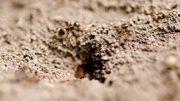 蚂蚁爬上了水面胶木温泉蚂蚁是一种群居动物