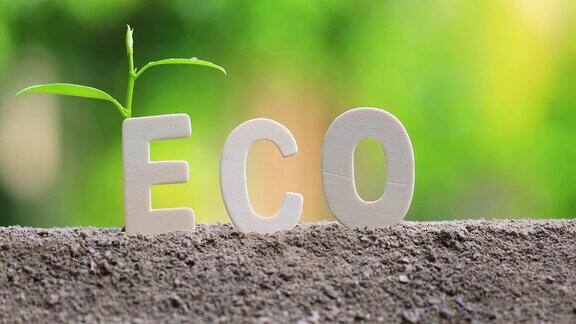 “Eco”这个词是木制的