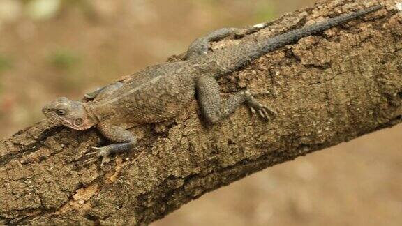 在塞伦盖蒂的野外一只雌性阿加玛蜥蜴在一根原木上晒太阳