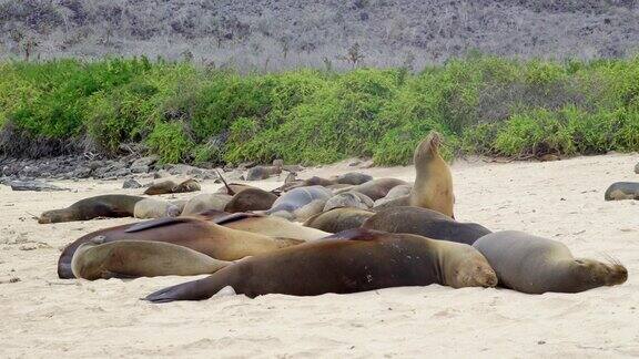 海滩上躺着许多海狮