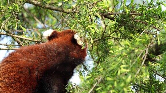 小熊猫爬树可爱的小熊猫在森林栖息地的小熊猫