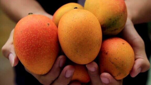 芒果水果在农民手中