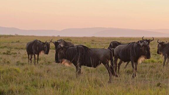 非洲大迁徙的角马群行走在肯尼亚马赛马拉和坦桑尼亚塞伦盖蒂之间的大草原上马赛马拉日出时的非洲野生动物