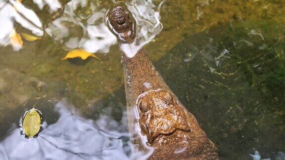 河里的鳄鱼头露出水面