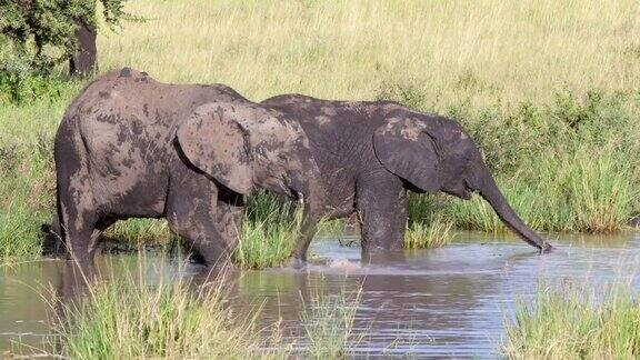 两只小象在非洲喝水